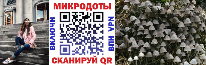 Псилоцибиновые грибы Psilocybe  Дальнегорск 